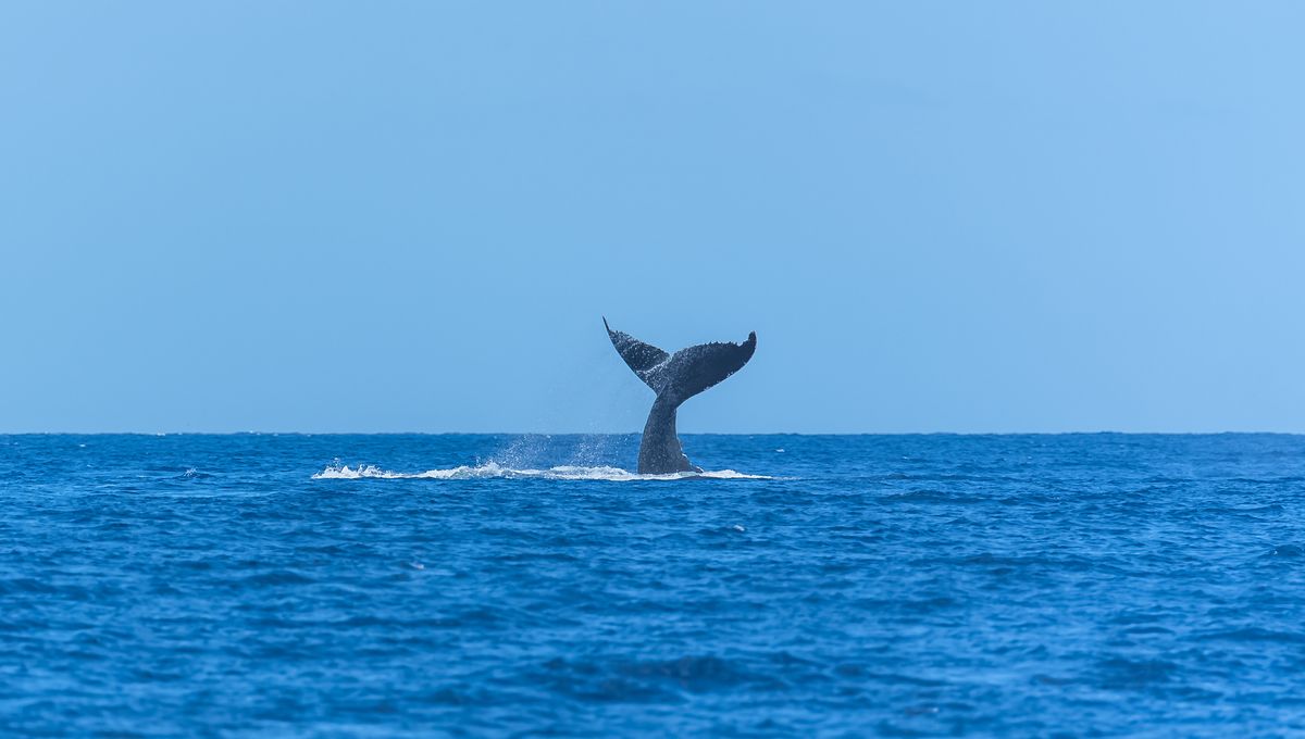 Featured image for Unbelievable Encounters: Frozen Humpback Whales and Tail Sailing