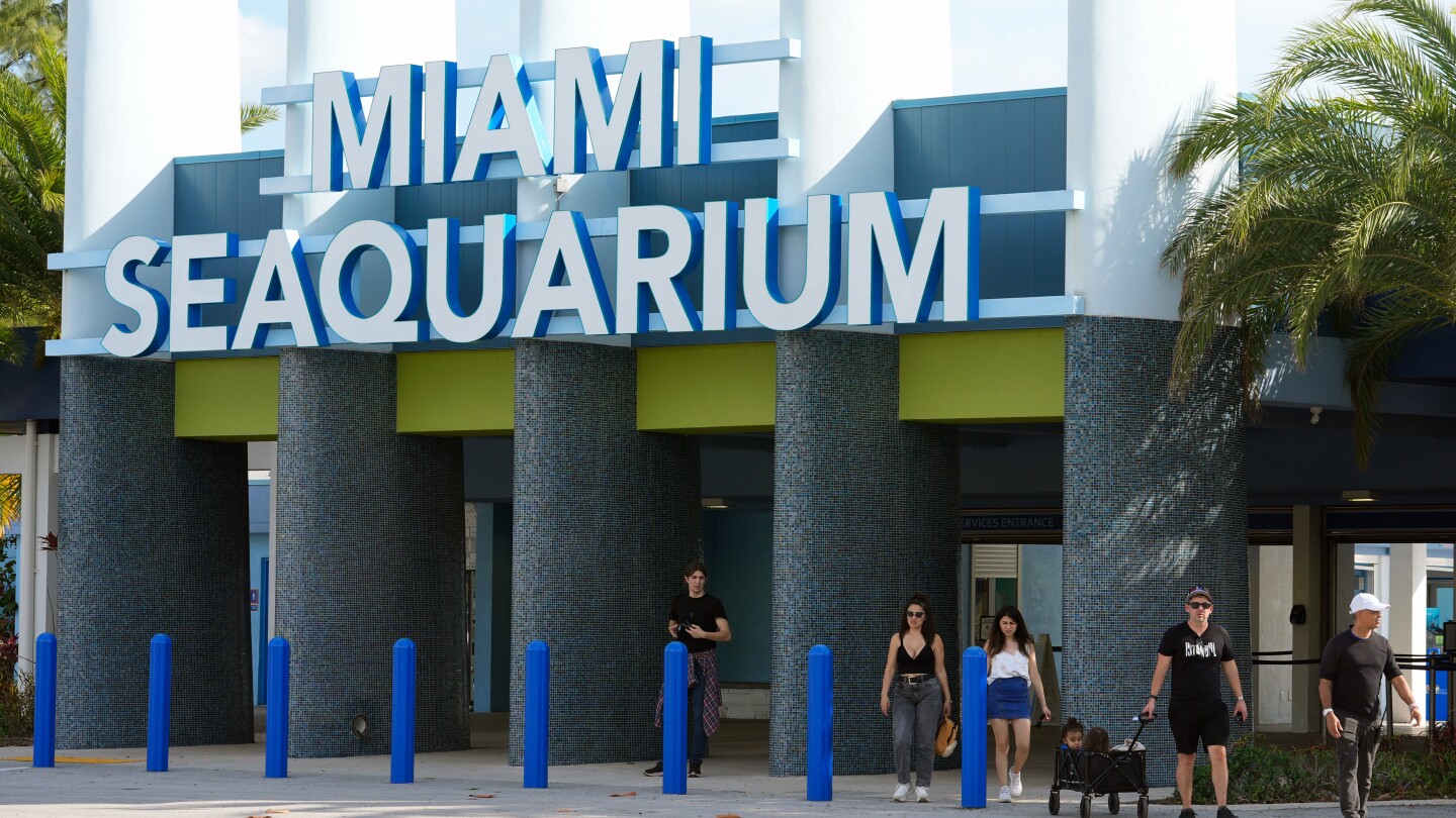Featured image for Miami Seaquarium, a beloved yet debated attraction, shuts down