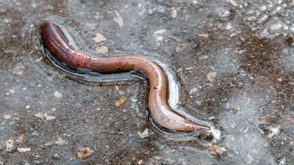 Featured image for Unraveling Why Worms Emerge During Rainfall