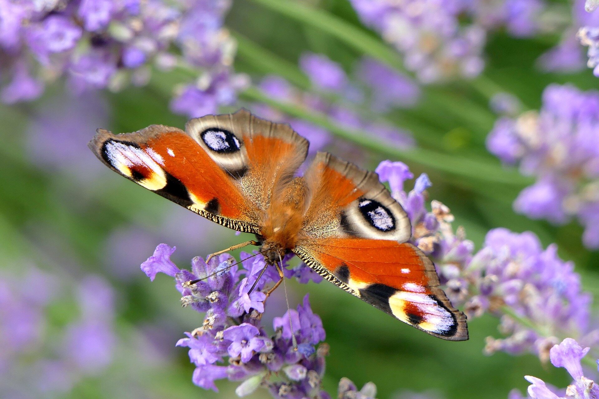 Surprising Discovery: Over 1,000 Species Uncovered in Residential Backyard