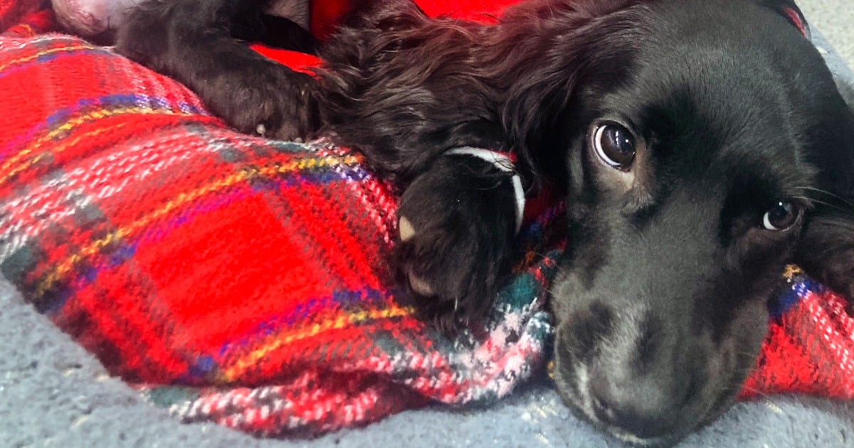 Featured image for "Six-Legged Spaniel's Surgery and Recovery: Adapting to Life on Four Paws"