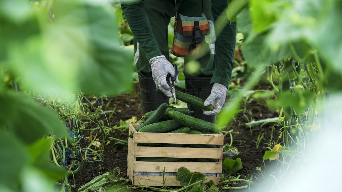 Cucumbers Recalled in 14 States Due to Salmonella Risk