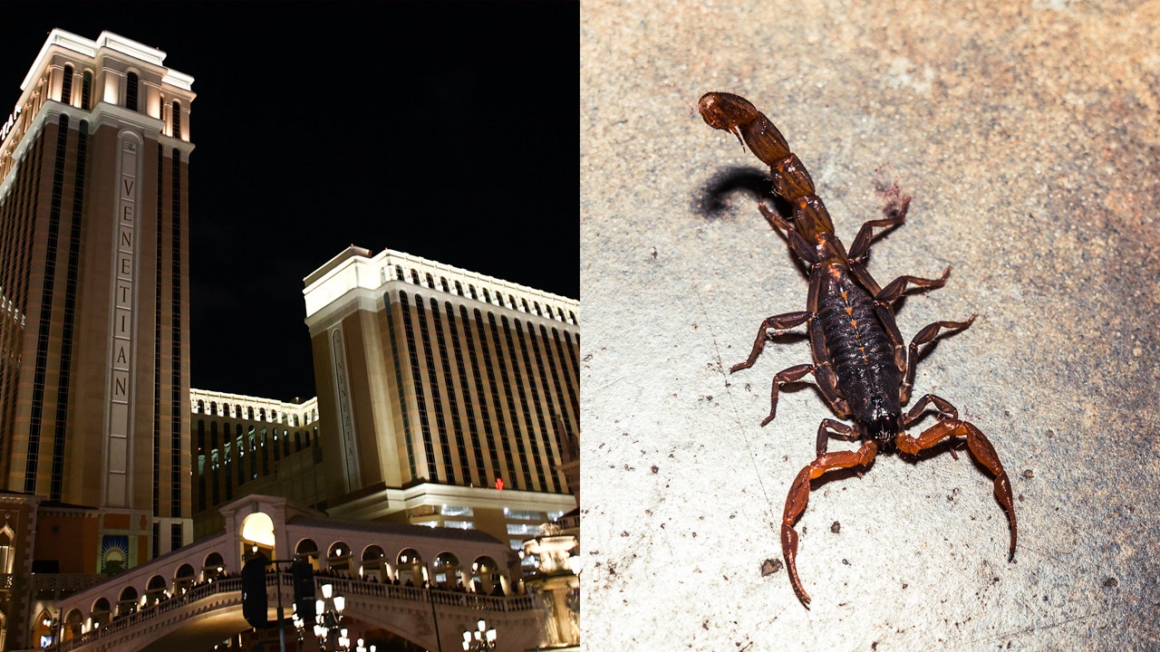 Featured image for "Las Vegas Hotel Guest Considers Lawsuit After Scorpion Sting in Painful Place"