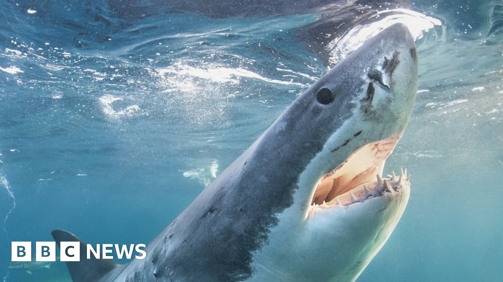 Featured image for "Rare Footage: First-Ever Sighting of Newborn Great White Shark in the Wild"