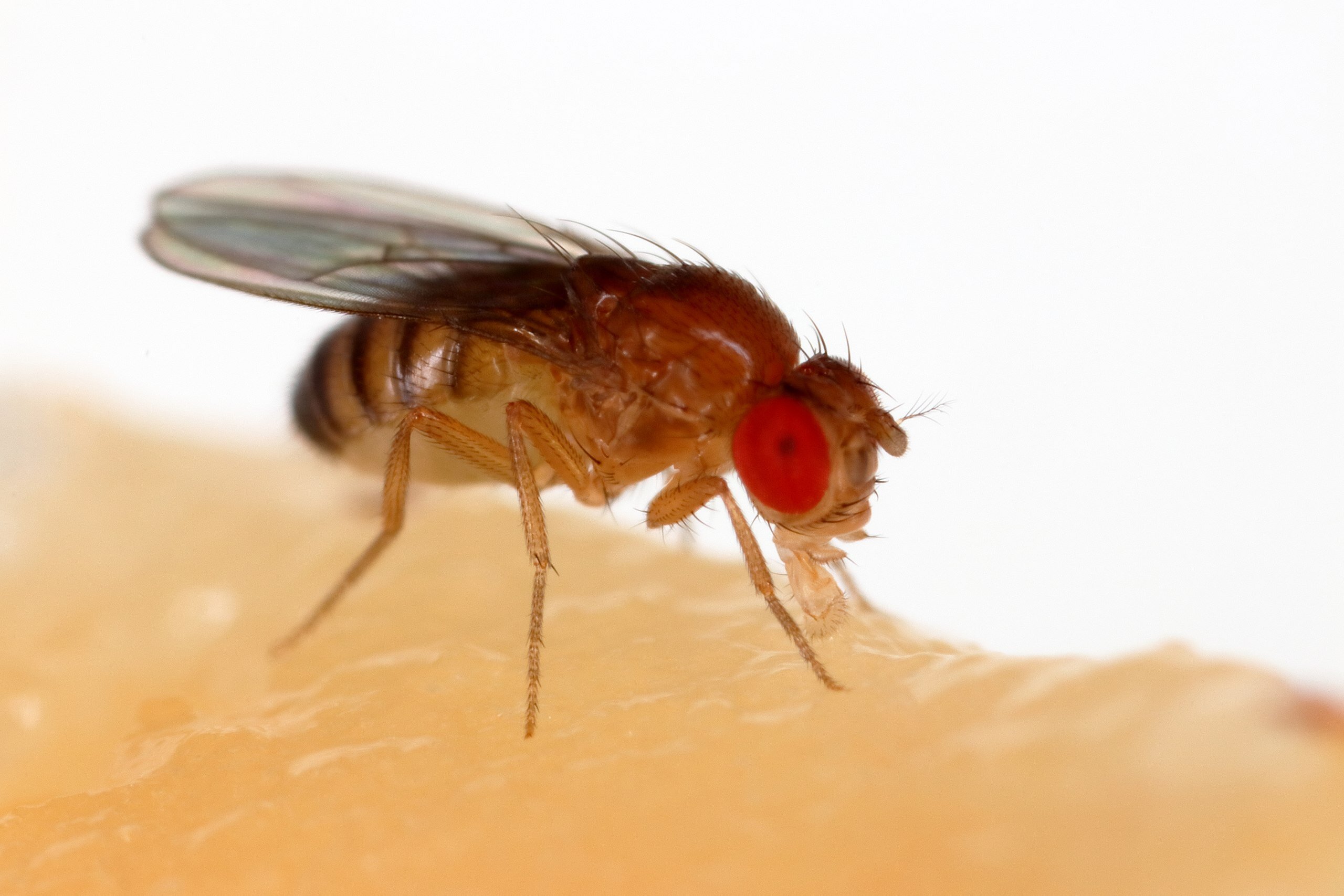 Featured image for Discovery of new phosphate-storing organelle in fruit fly gut.