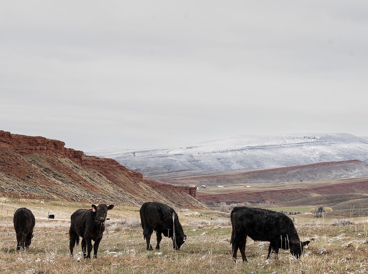 Featured image for U.S. Beef Industry Reacts to Trump’s Argentine Import Plan