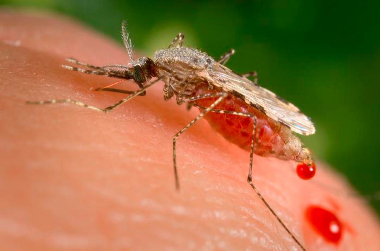 Featured image for Malaria Outbreak Sparks Concern in Texas and Florida
