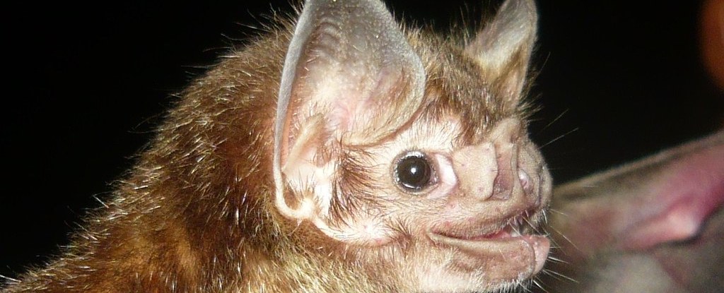 Featured image for Impending Vampire Bat Migration Threatens Southern US Livestock with Rabies