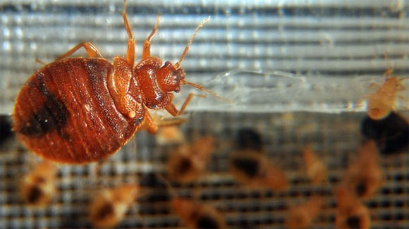 Featured image for "Orkin's 2022 Ranking: The Top Bed Bug-Infested Cities Revealed"