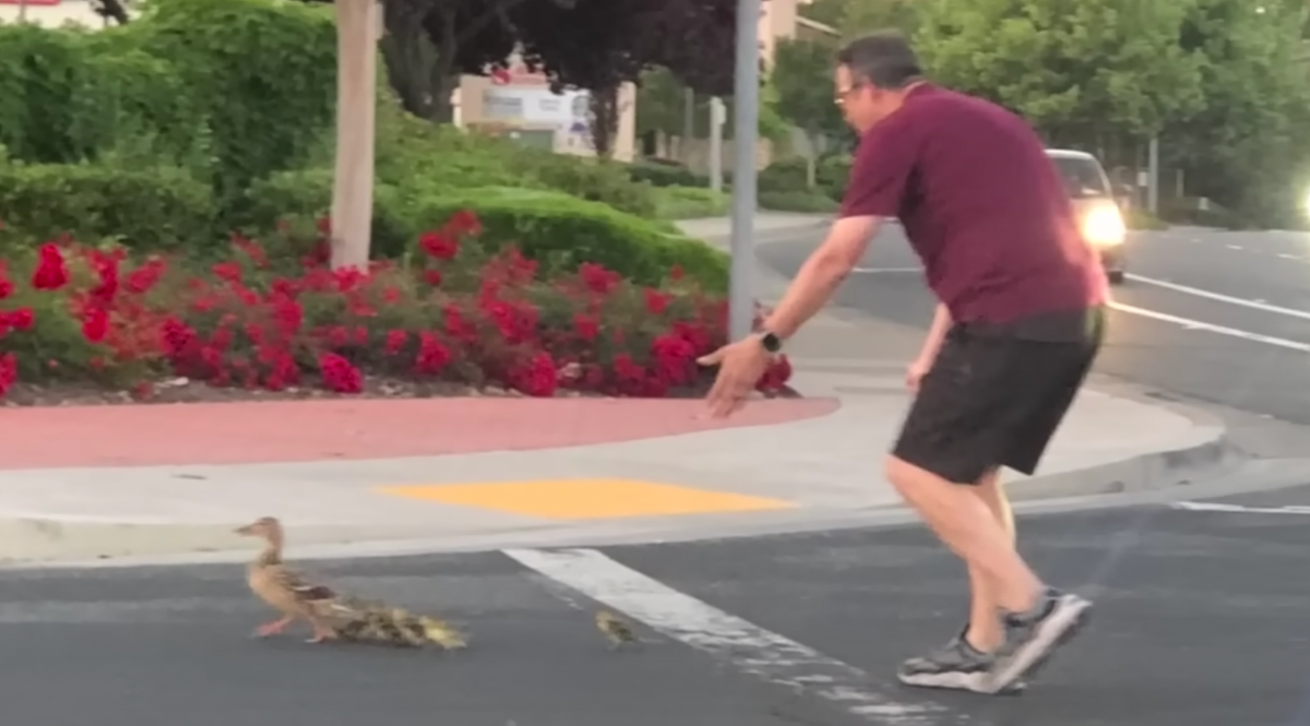 Good Samaritan killed while assisting ducks in California.