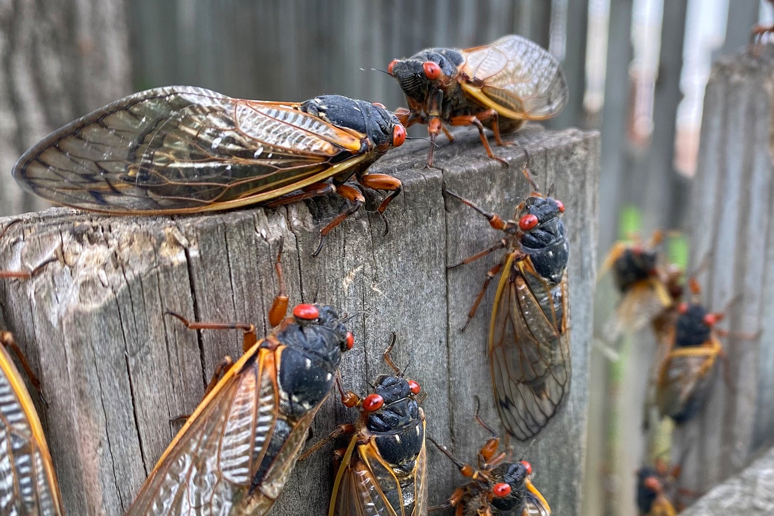 Featured image for "The 2024 Cicada Emergence: What You Need to Know"