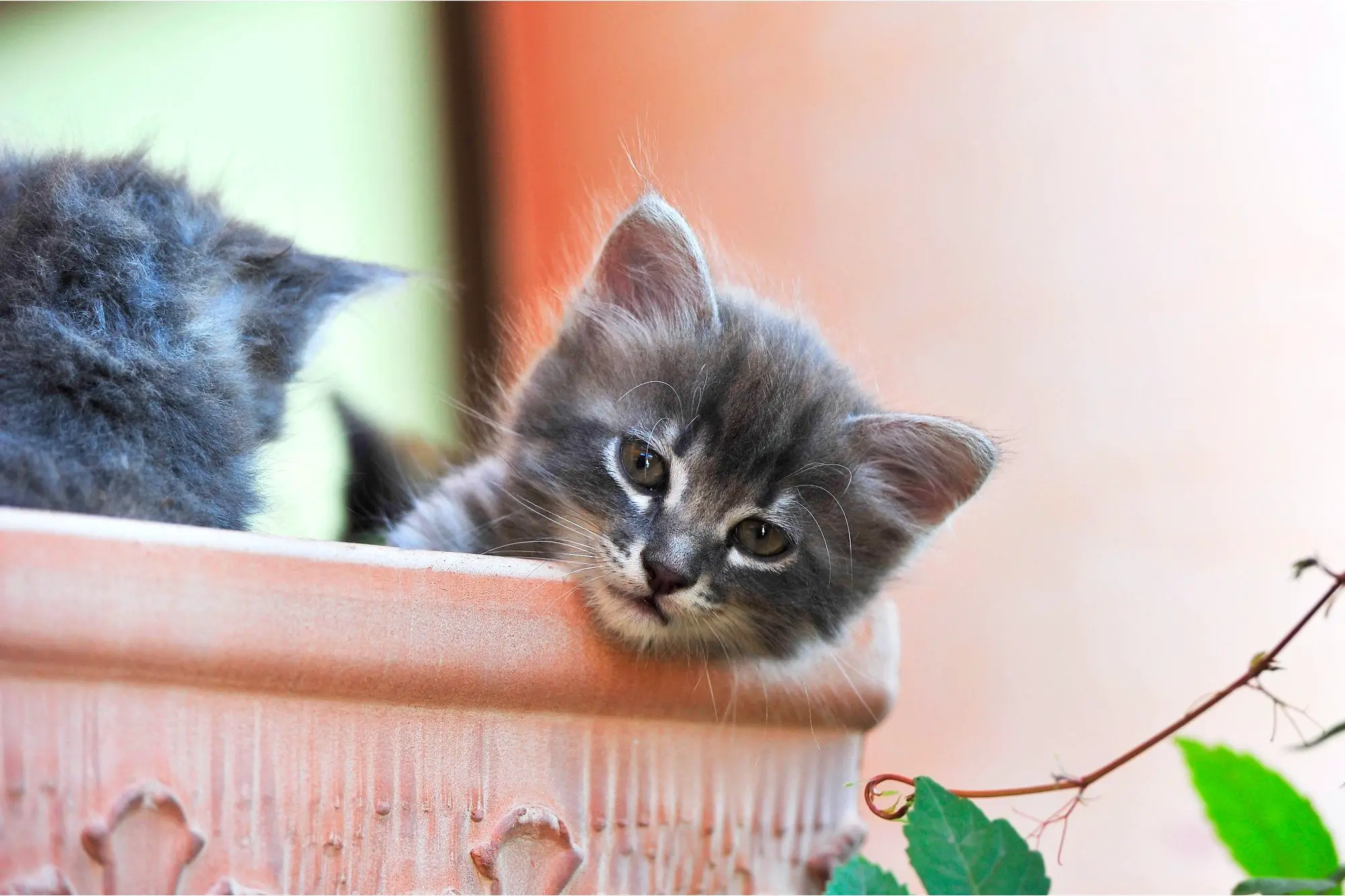 Featured image for Decoding the Enigmatic Purring of Cats: Surprising Revelations Unveiled