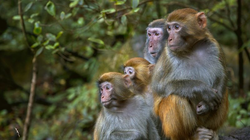 Featured image for South Carolina on alert as 43 monkeys escape research facility