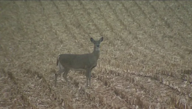 Featured image for Heart Attacks Claim Lives of Michigan Deer Hunters