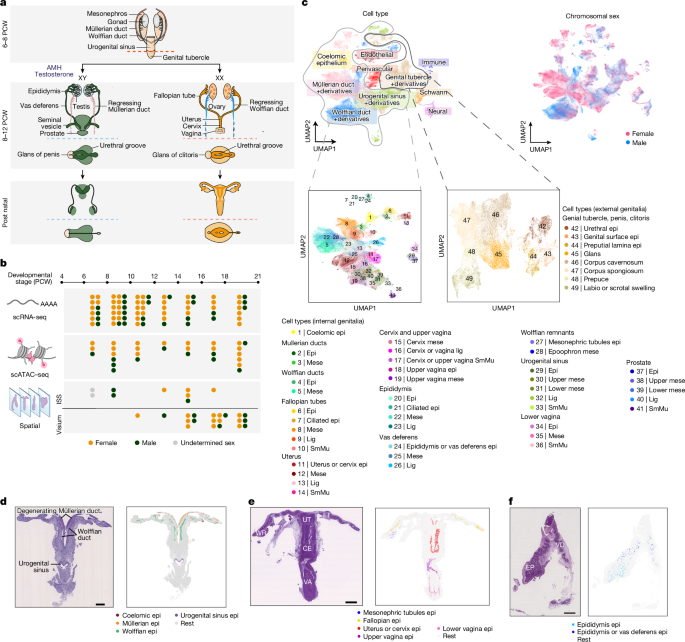 Featured image for Mapping Human Reproductive Tract Development Over Time