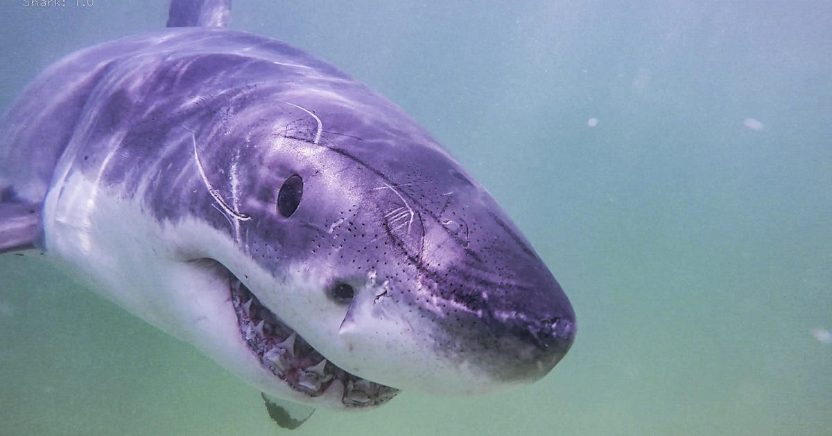 Featured image for "Sharks Return to Cape Cod, Prompting Safety Measures for Memorial Day"