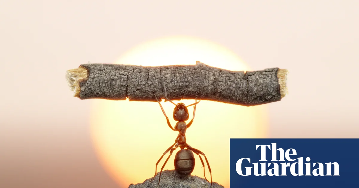 Featured image for Getting Started with Weightlifting for All Sizes