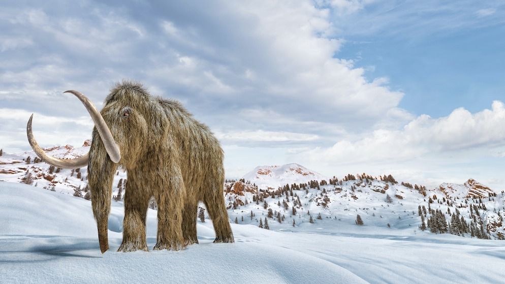 Featured image for Unraveling the Genetic Evolution of Woolly Mammoths