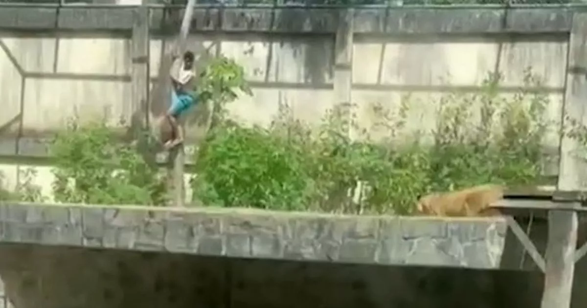 Featured image for Man and Teen Killed by Lioness After Breaking Into Zoo Enclosures