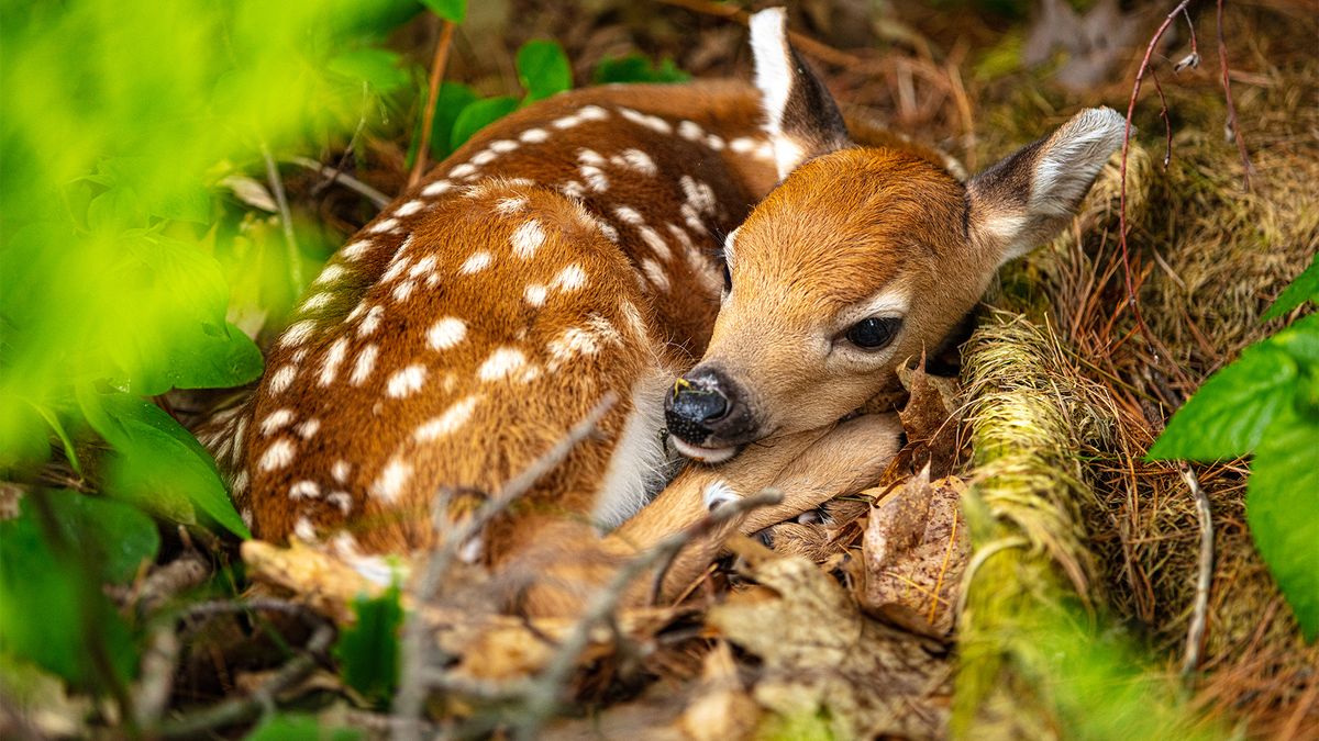 The Science Behind Spotted Baby Animals