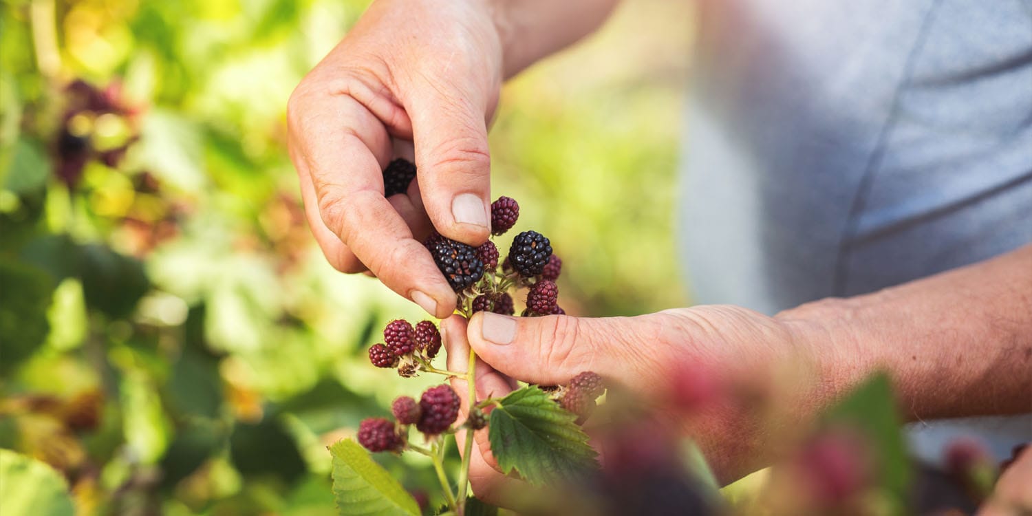 Featured image for "ADHD Individuals Show Superior Foraging Skills, Suggesting Adaptive Advantage"