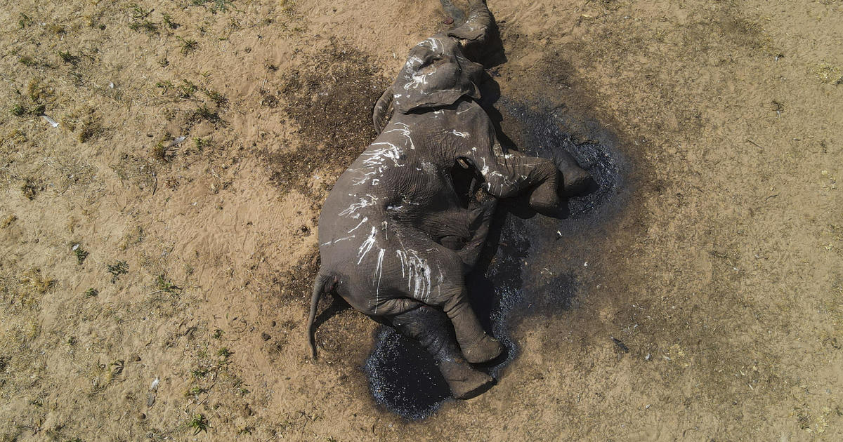 Climate Change and Drought Devastate Elephant Population in Zimbabwe