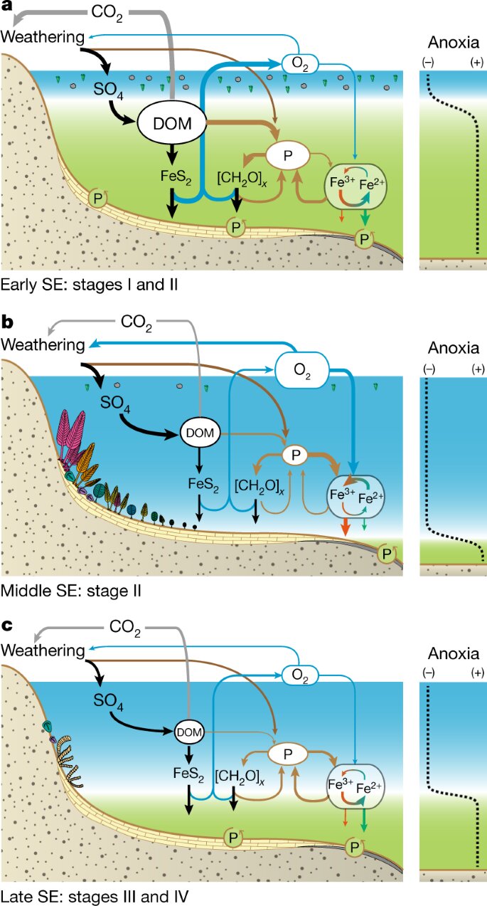 Featured image for "Link Found Between Earth's Oxygen and Evolution of Animals"