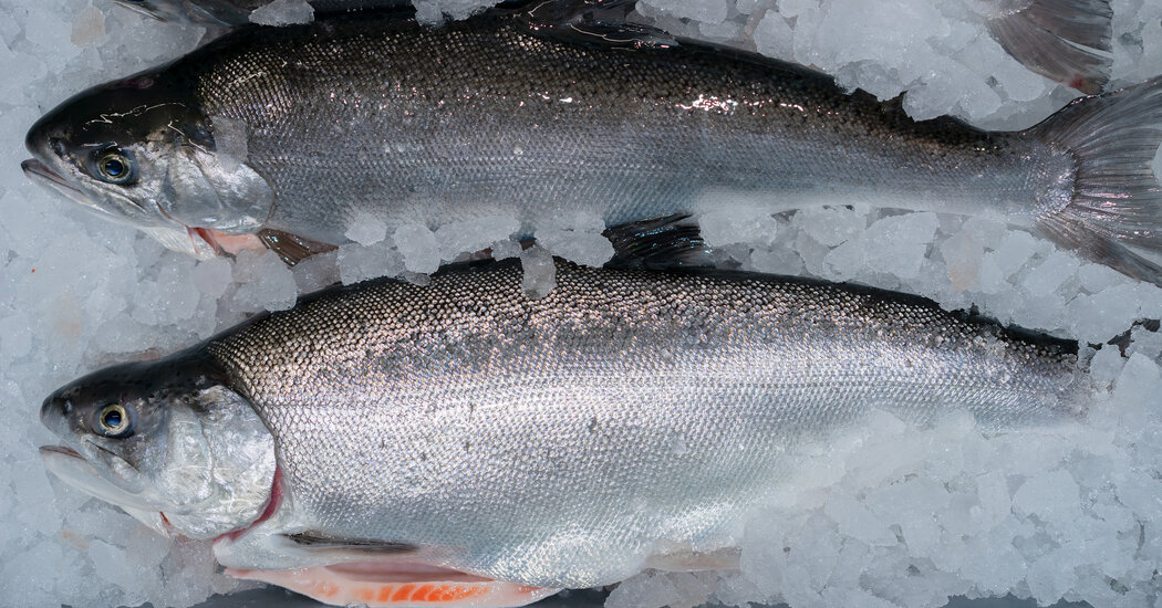 Featured image for Sustainable Salmon Farms: A Hopeful Solution to Troubling Costs