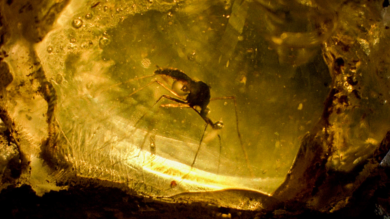 Featured image for "30 Years Later, Jurassic Park Still Reigns Supreme in Sci-Fi Film History"