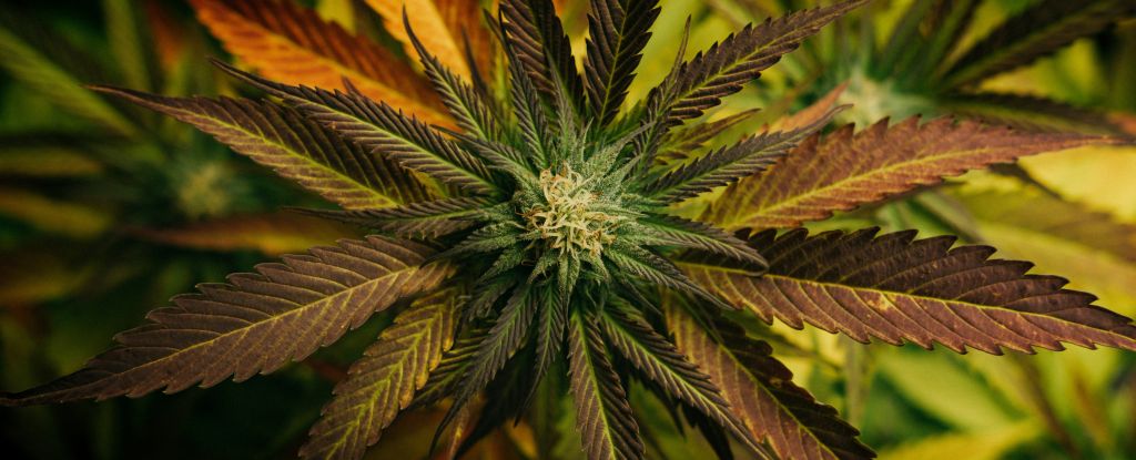 Featured image for Cannabis Compounds Show Promise in Fighting Deadly Fungal Infections