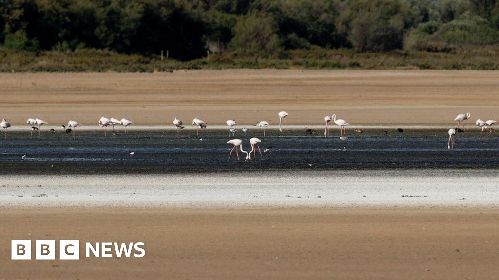 Spain's Drought Displaces Flamingos from Popular Lagoon.