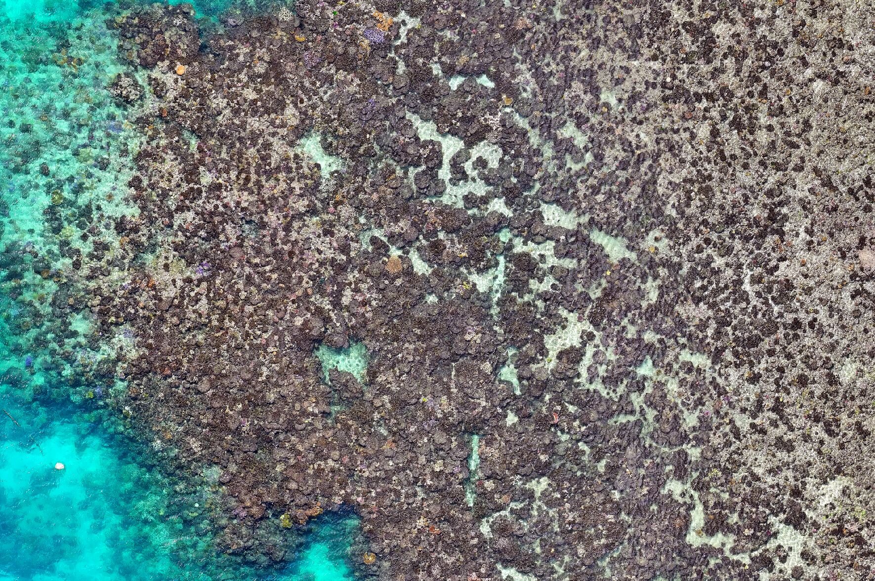 Featured image for Underwater Drones Document Severe Coral Bleaching and Reef Damage