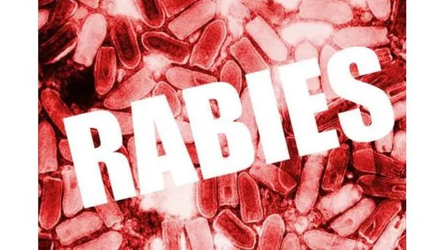 Featured image for Rabid Bobcat Attacks Dog and Owner in Virginia Neighborhood