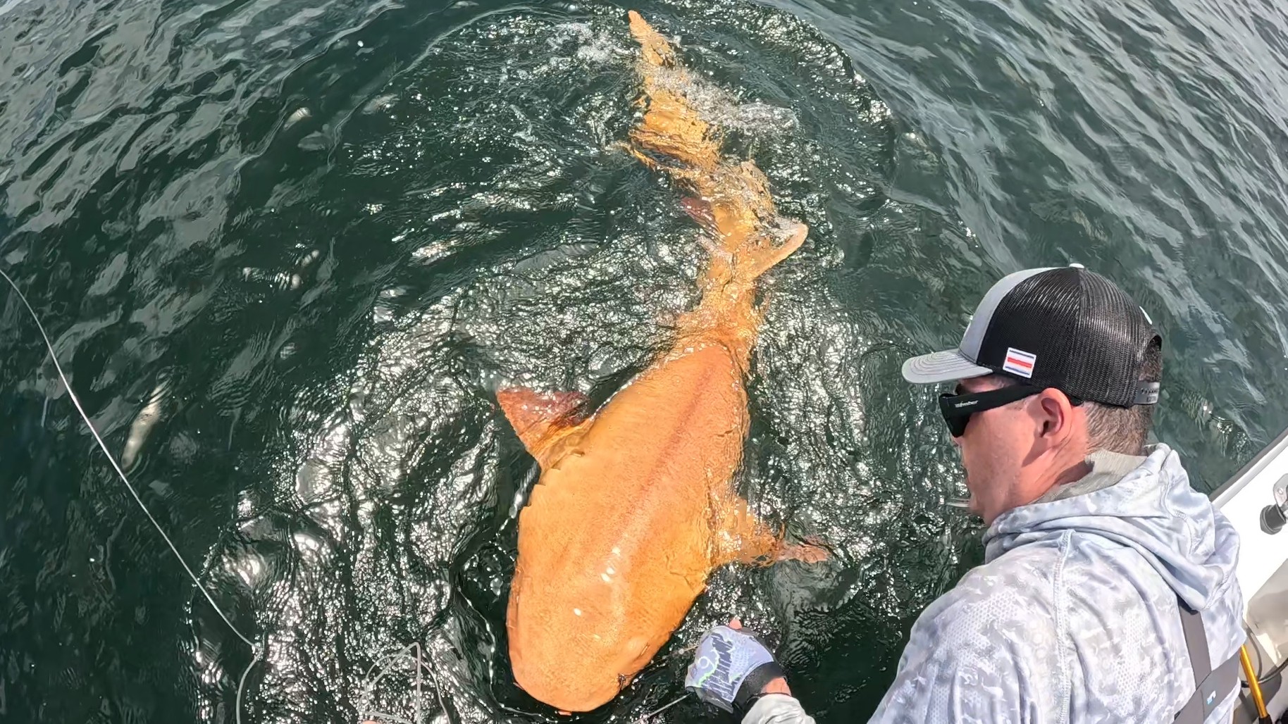 Featured image for Fishermen Discover First Bright Orange Shark with Rare Mutations in Costa Rica
