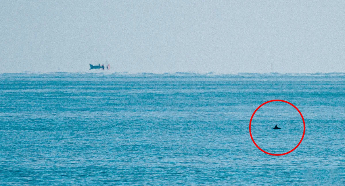 Featured image for "Rarely Seen Vaquita Porpoise Resists Extinction in Mexico's Gulf"