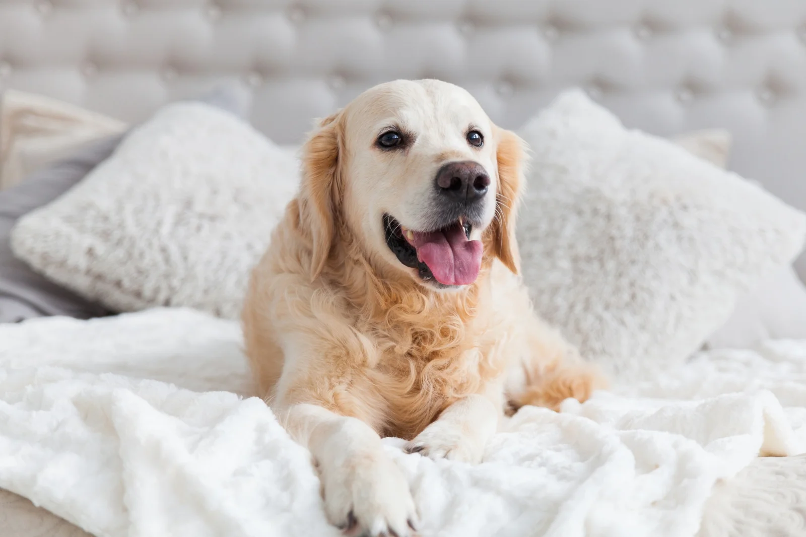 Dogs Offer New Insights into Human Aging and Health
