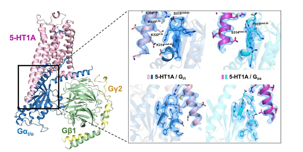 Featured image for Revolutionary Brain Receptor Insights Promise Next-Gen Mental Health Drugs