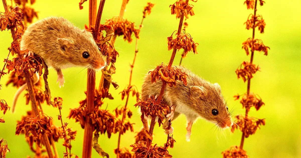 Featured image for Lab Mice in Nature: Shocking Results That Could Change Your Perspective