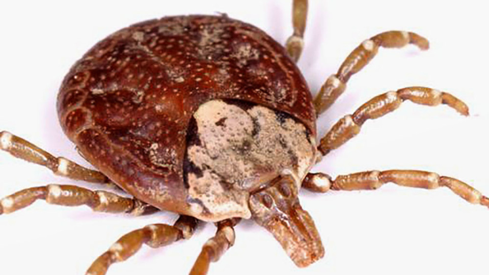 Tick-borne Oz virus claims first victim in Japan