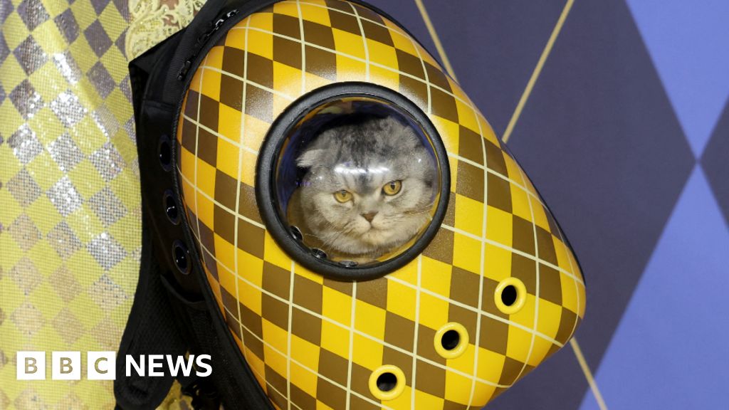 Featured image for "Claw-dia Schiffer's Feline Star Steals the Spotlight at 'Argylle' Premiere"