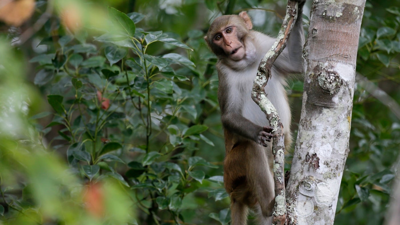 Featured image for South Carolina Lab Continues Search for 13 Escaped Monkeys