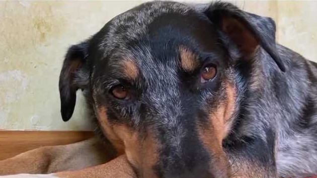 Featured image for "Experts Warn of Spreading Mystery Dog Illness Across U.S."