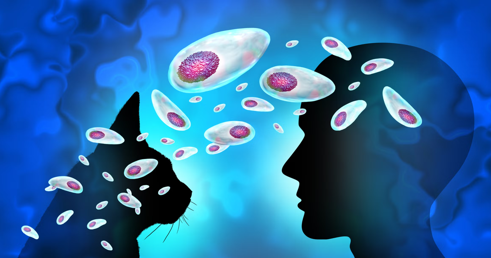 Featured image for Up to 30% of Americans May Be Silent Carriers of a Brain-Disrupting Parasite