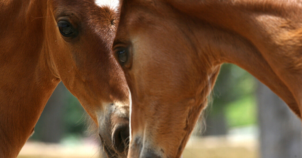 Featured image for "Maximizing Efficiency: The Art of Double Duty"