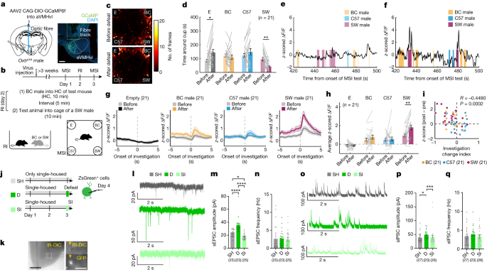 Featured image for "Hypothalamic Oxytocin Circuit: A Key to Avoiding Bullies"
