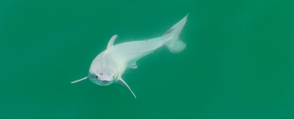 Featured image for "Rare Footage: First-Ever Sighting of Live Newborn Great White Shark"
