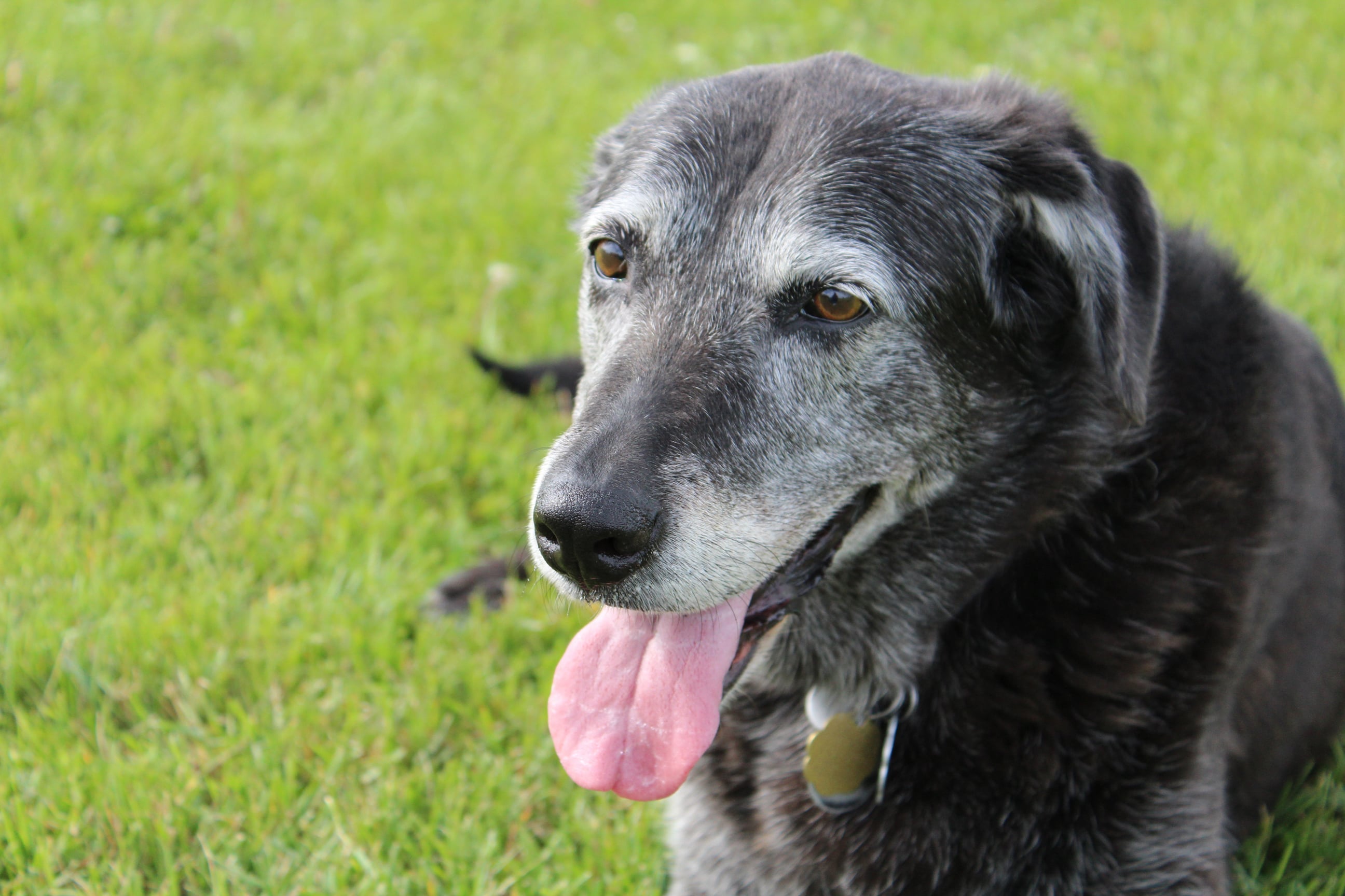 Featured image for "Improving Healthcare for Aging Dogs: Key Mistakes Senior Owners Make"