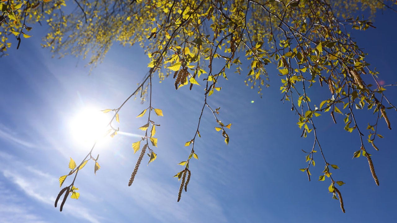 Featured image for "Ranking the Best and Worst US Cities for Seasonal Allergies"