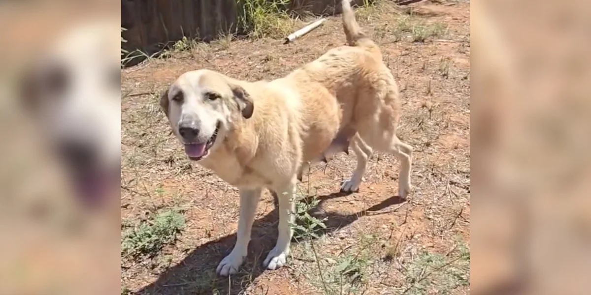 Featured image for Mama Dog Escapes Neglect, Finds Help for Her Puppies