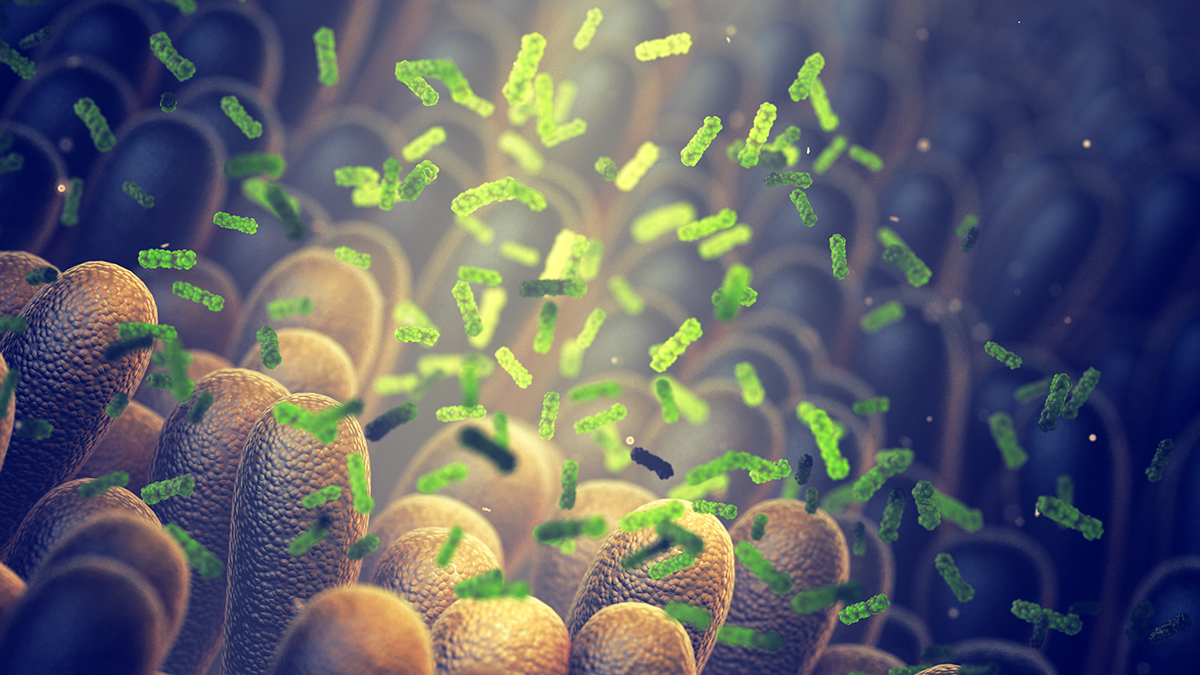 Featured image for Gut Bacteria Produce Molecule That May Reduce Diabetes Risk